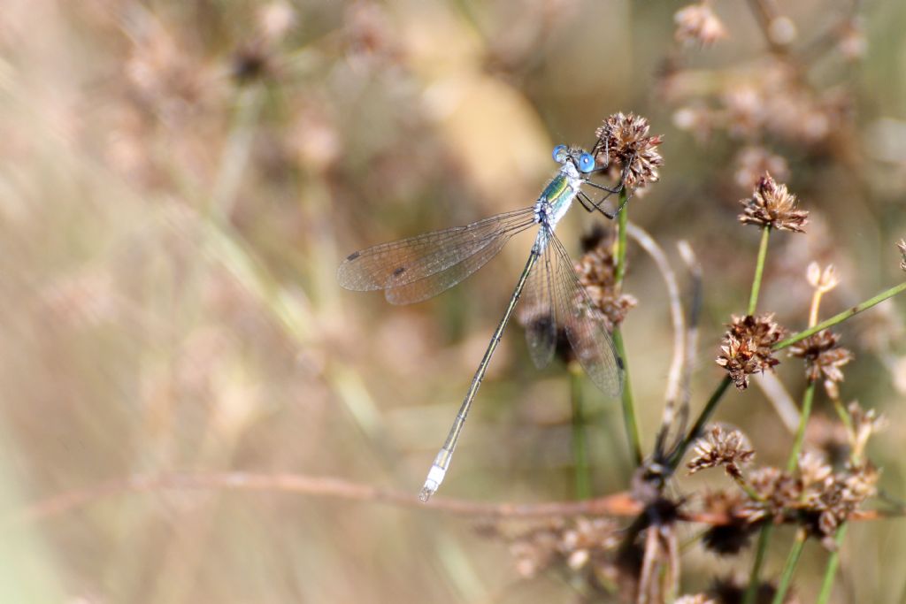 Lestes sponsa maschio?  S